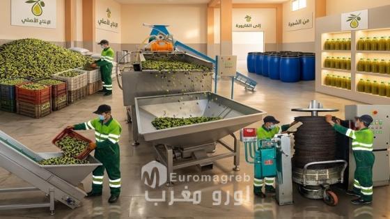 الحسيمة.. انطلاق موسم جني الزيتون وسط تفاؤل الفلاحين بمردودية أفضل